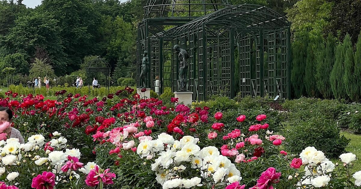 Ботанический сад приглашает на «пионовый рай»