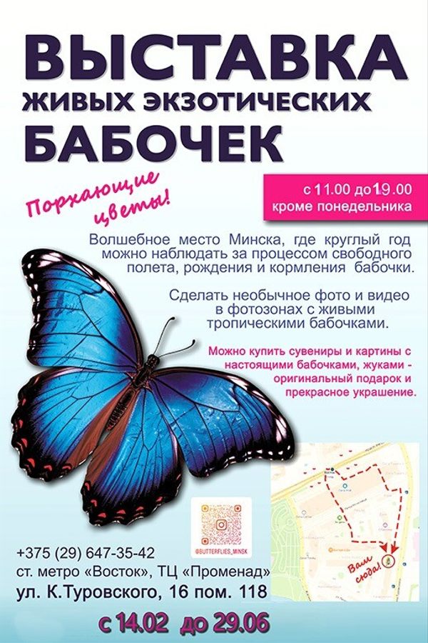 Выставка «Порхающие цветы»: экзотические бабочки в Минске