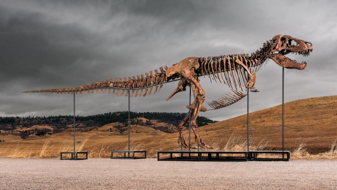 Скелет T. rex продан на аукционе Sotheby's за $30 млн