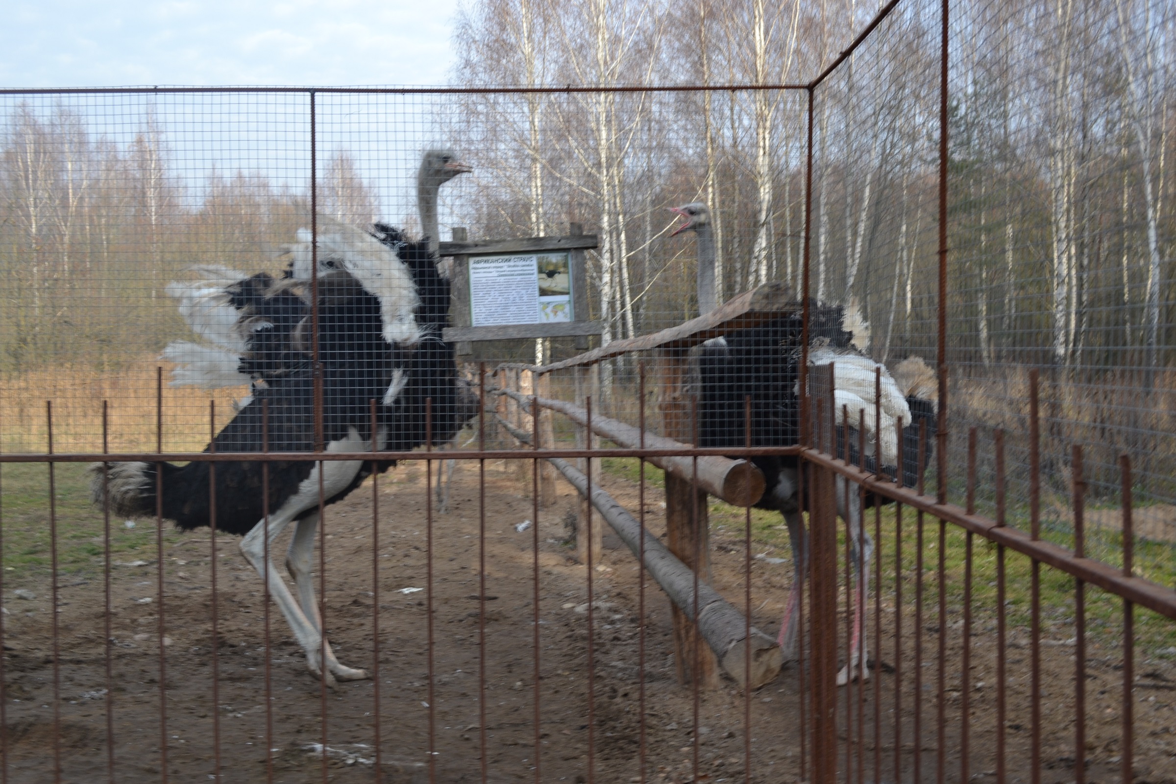 Музей Дудутки — фото 39